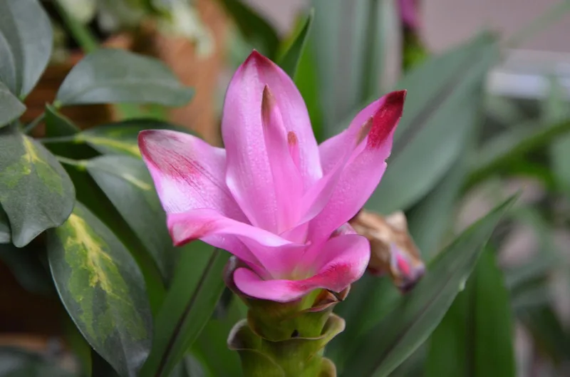 Curcuma (curcuma longa) – photo 4