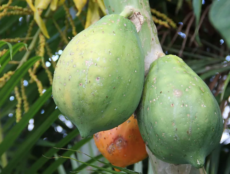 Papayer – photo 1