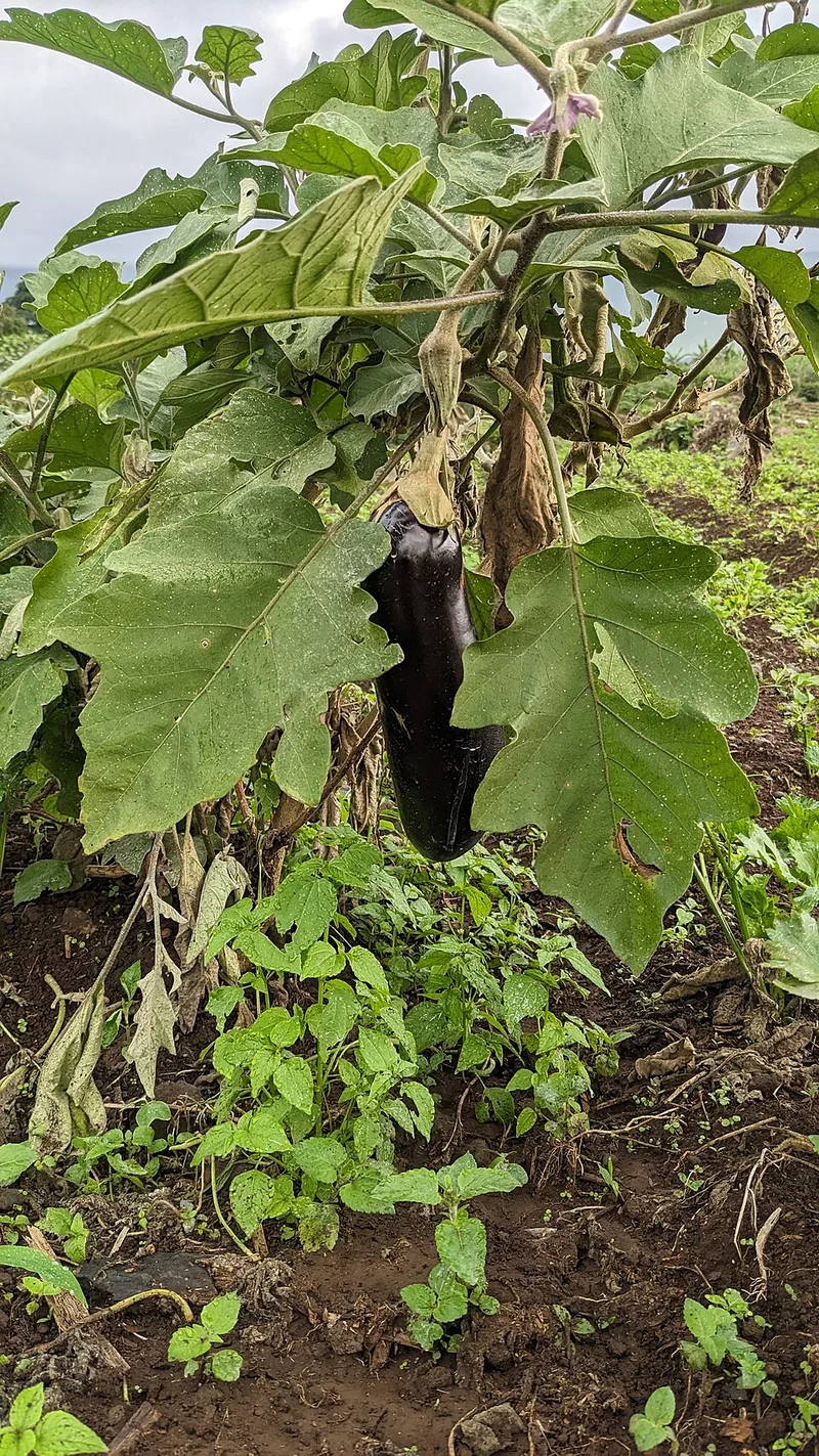 Aubergine – photo 1