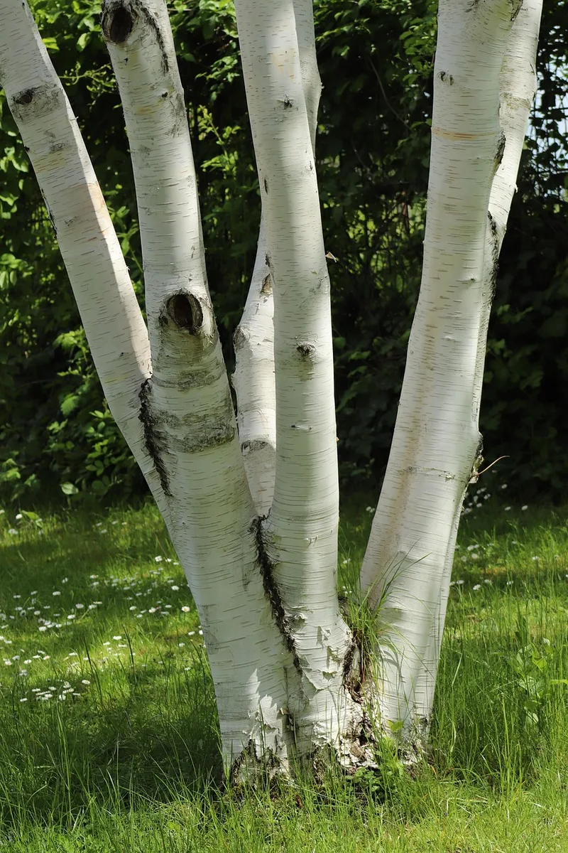 Bouleau – photo 1