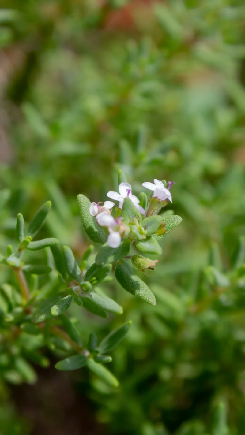Thym – photo 3