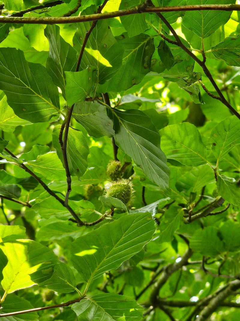 Hêtre commun – photo 4