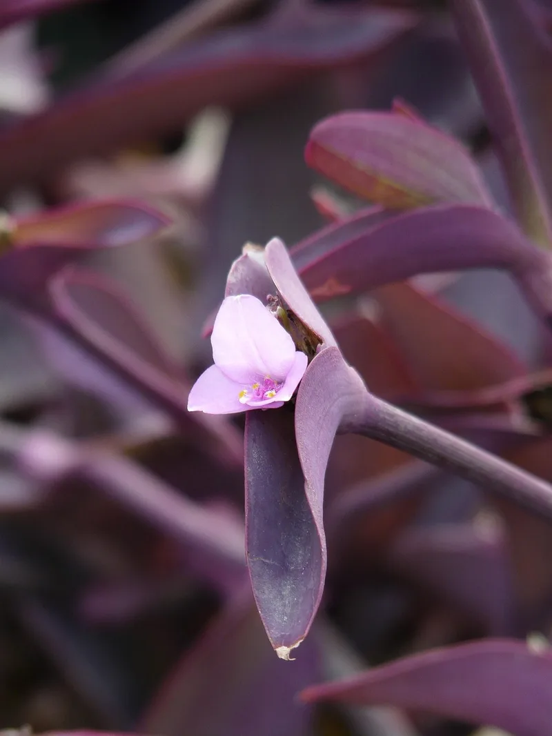 Misère pourpre – photo 1