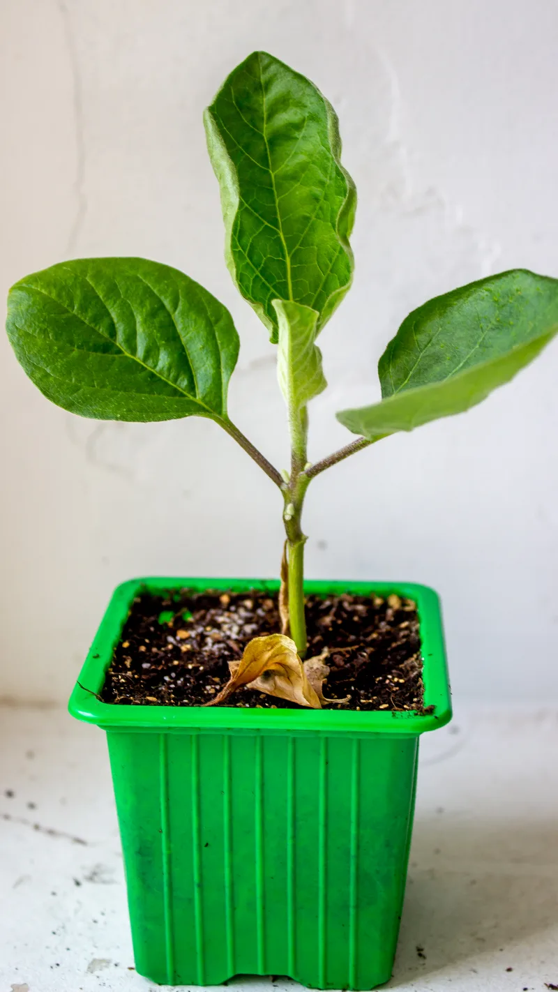 Aubergine – photo 3