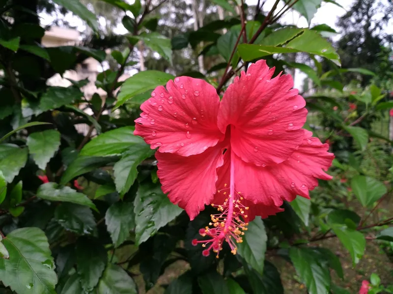 Hibiscus Rose de Chine – photo 1