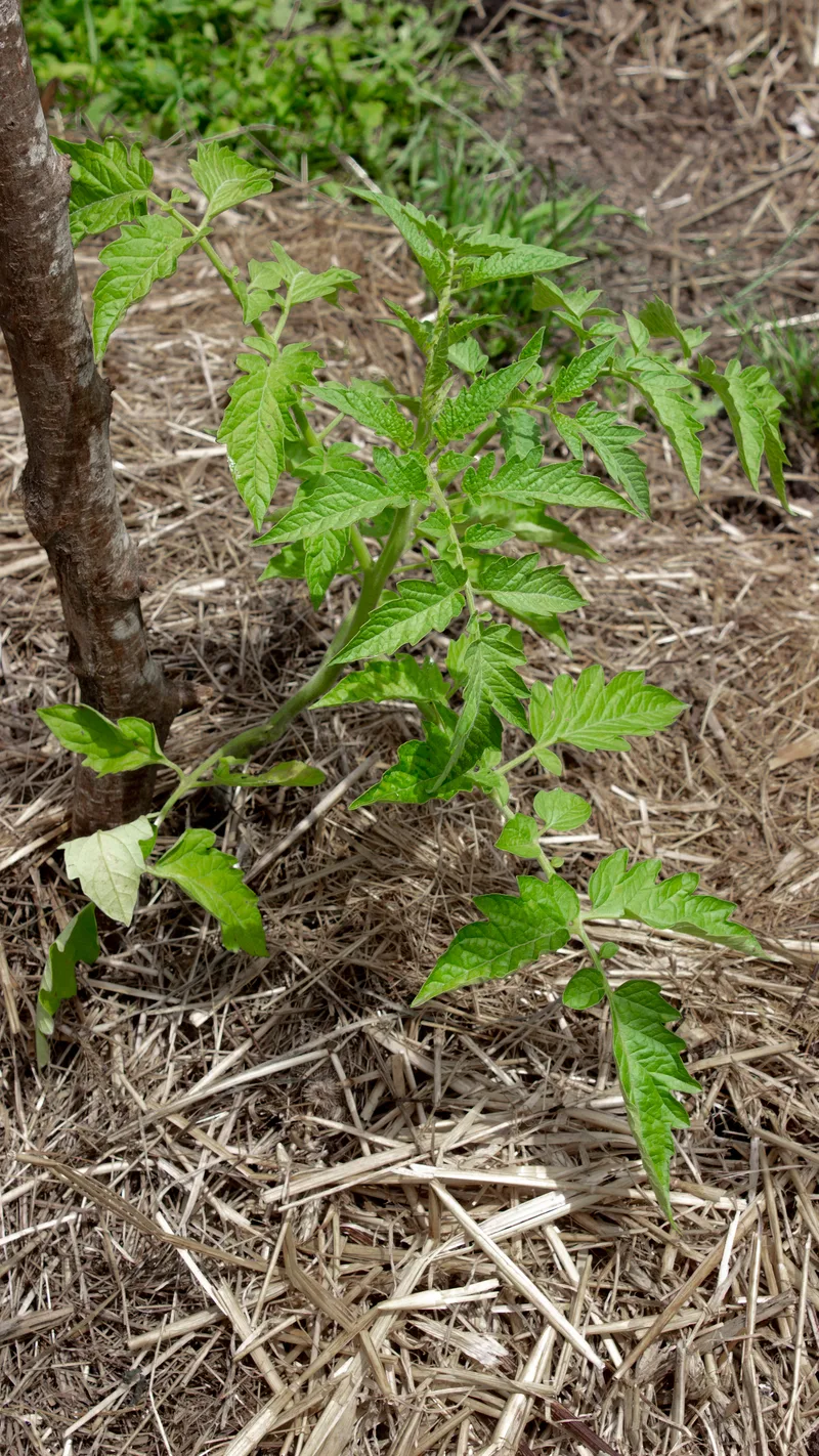 Tomate – photo 3