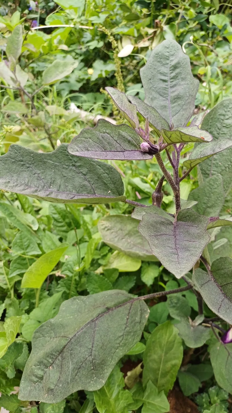Aubergine – photo 4