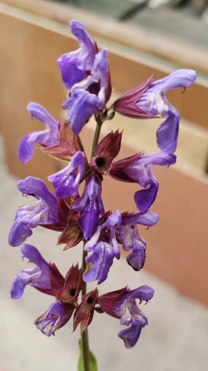Sauge officinale – photo 3