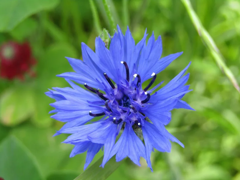 Bleuet – photo 1