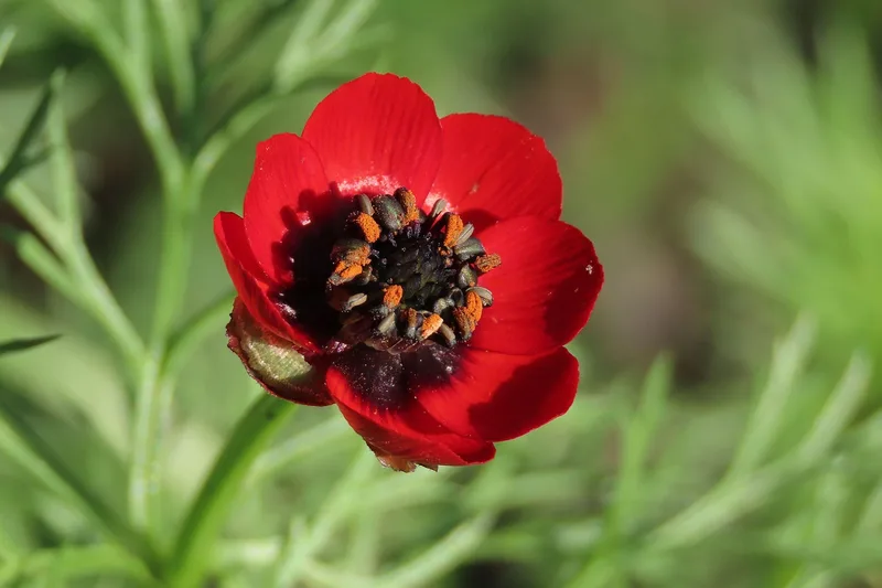 Adonis d'été – photo 1