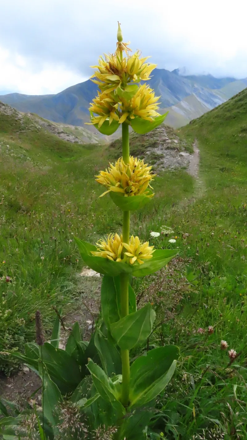 Gentiane jaune – photo 1