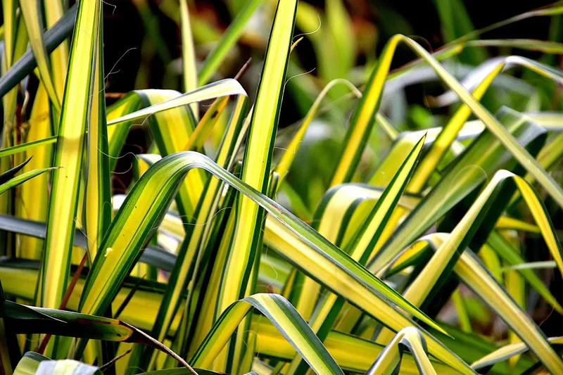 Chlorophytum – photo 1