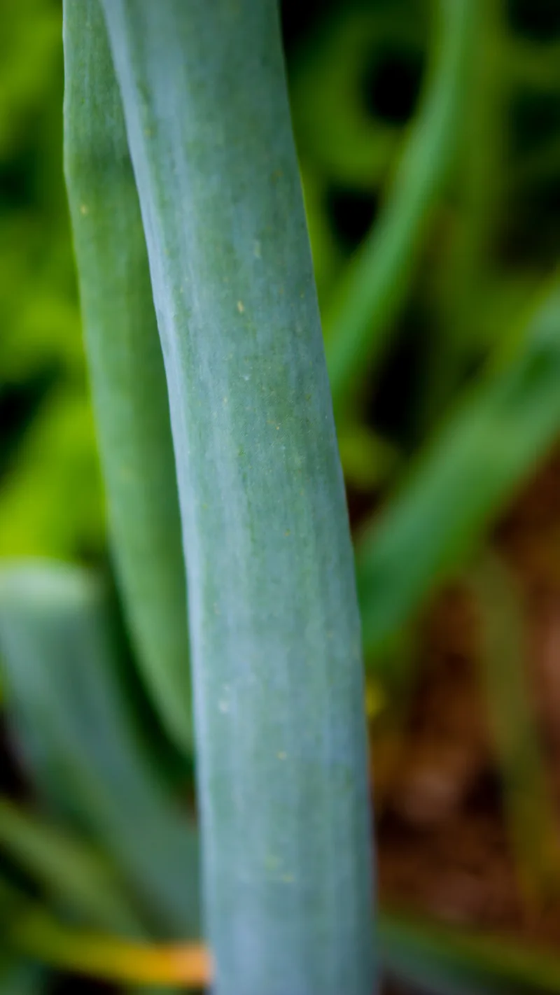 Oignons – photo 2