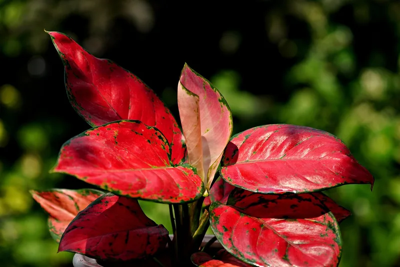 Aglaonema – photo 1