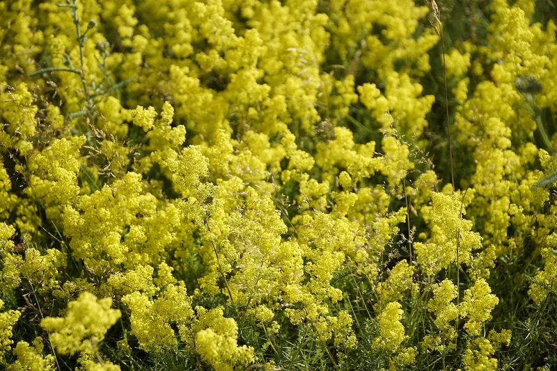 Gaillet jaune – photo 1