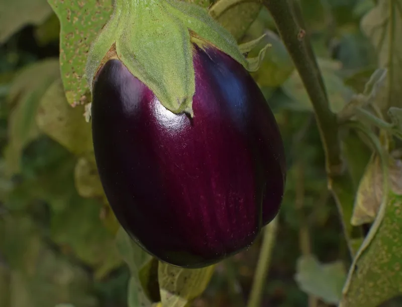 Aubergine – photo 6