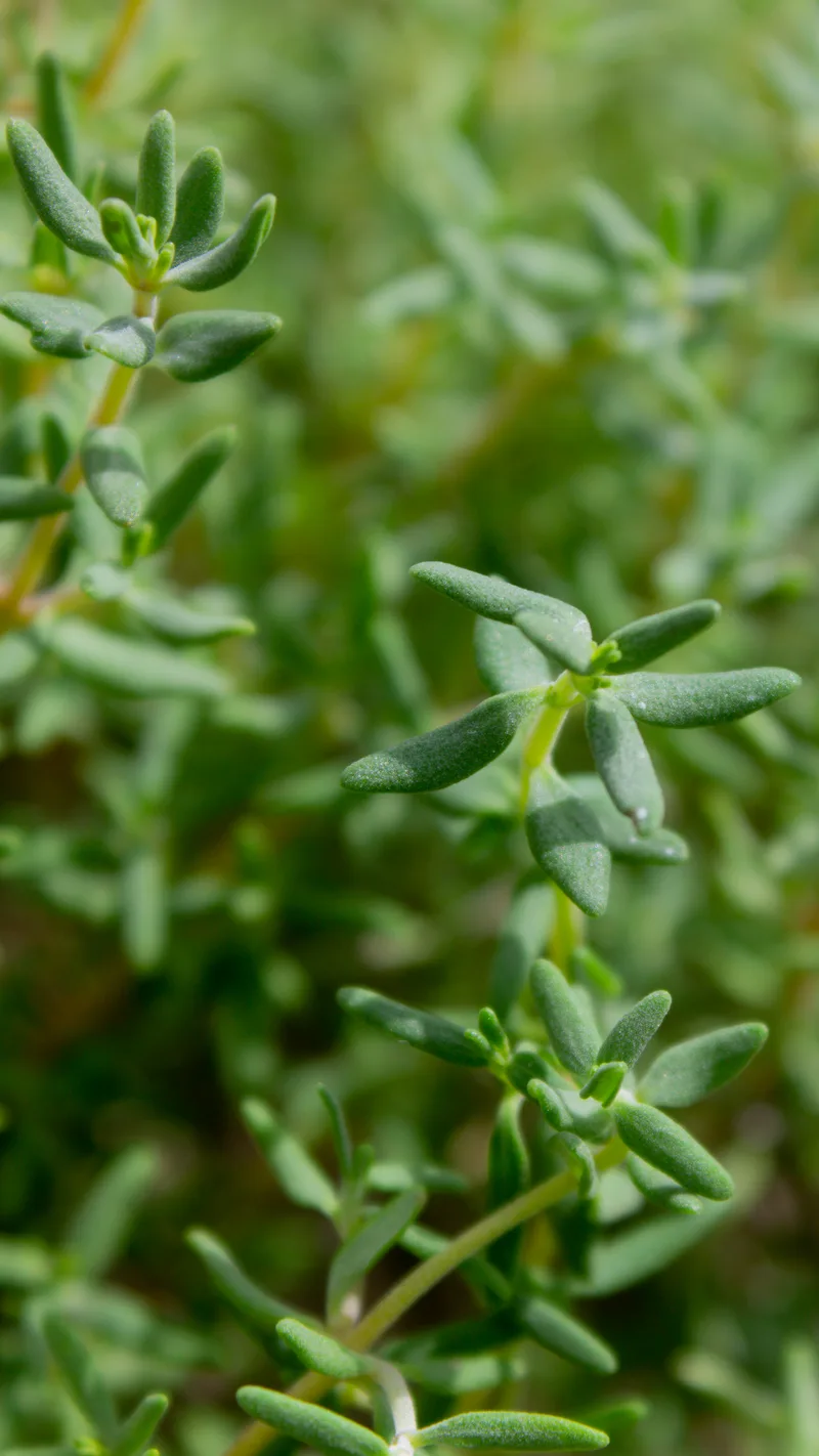 Thym – photo 2