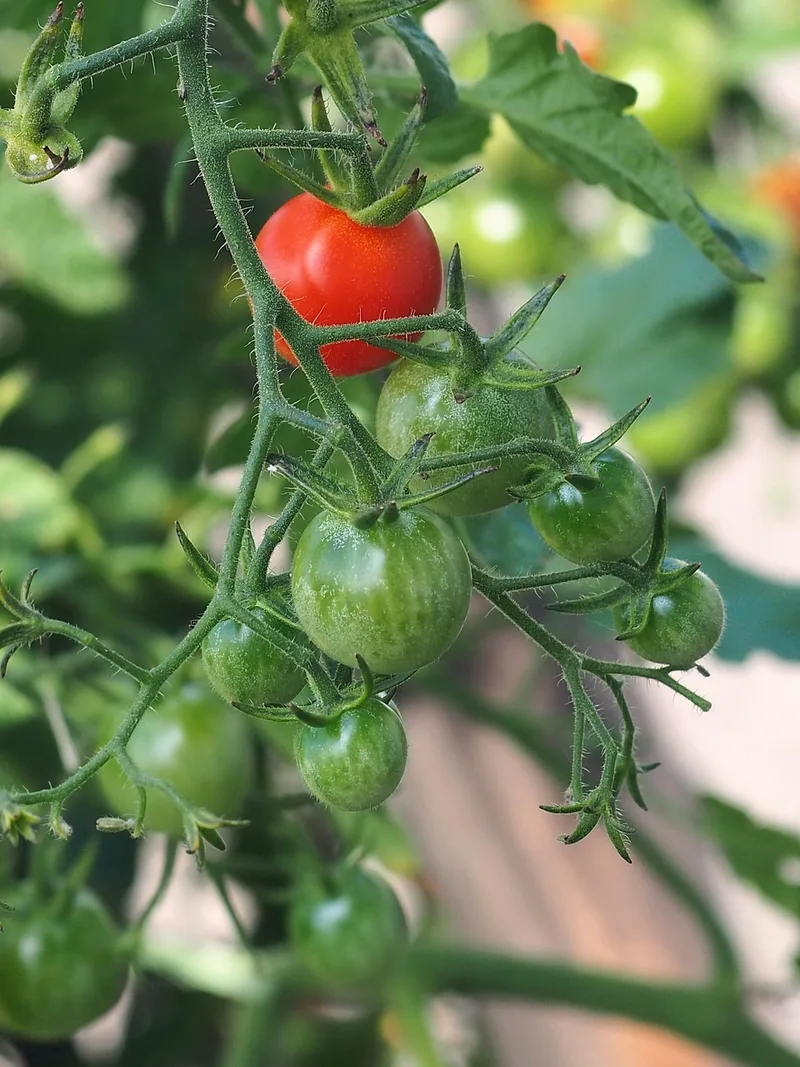 Tomate – photo 1