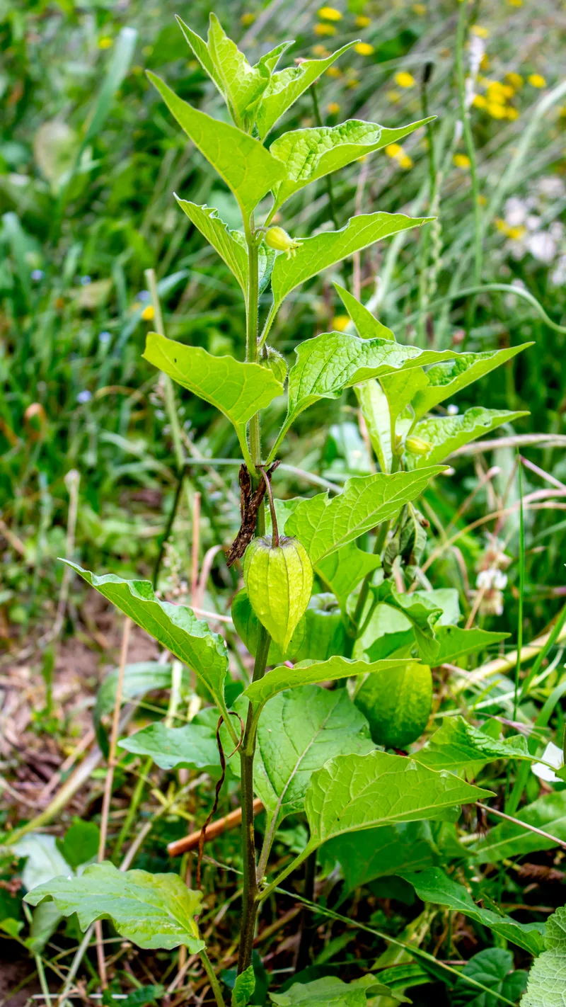 Physalis – photo 1