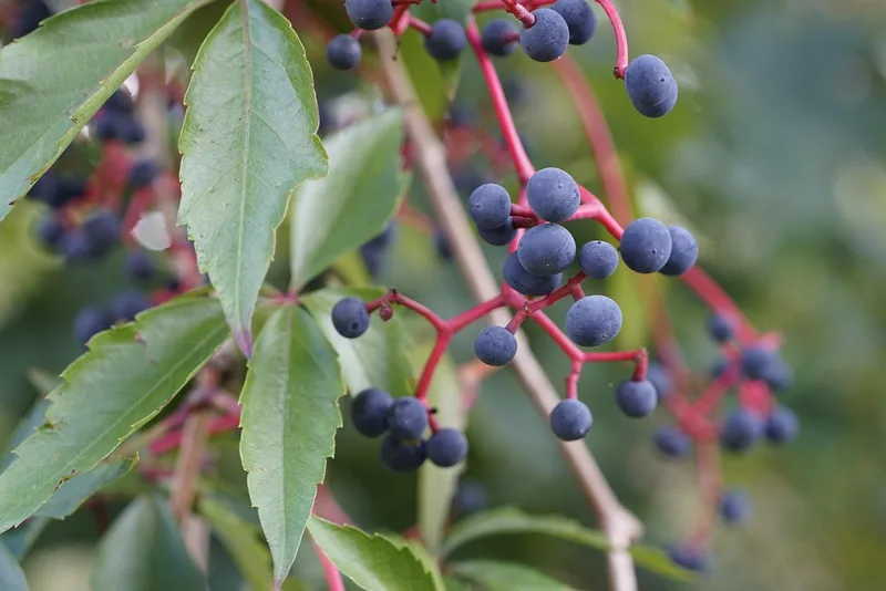 Vigne vierge – photo 1