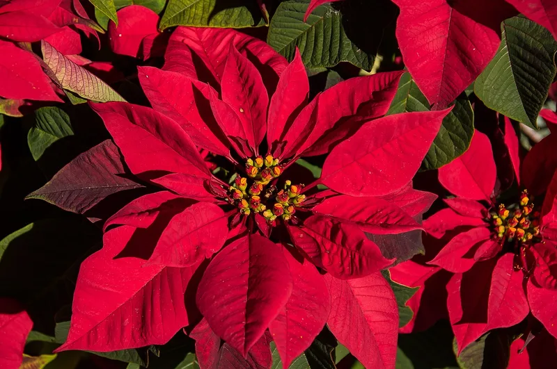 Poinsettia – photo 1