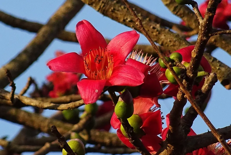 Kapok – photo 1