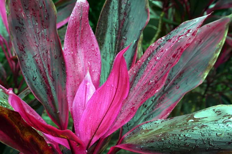 Cordyline – photo 1