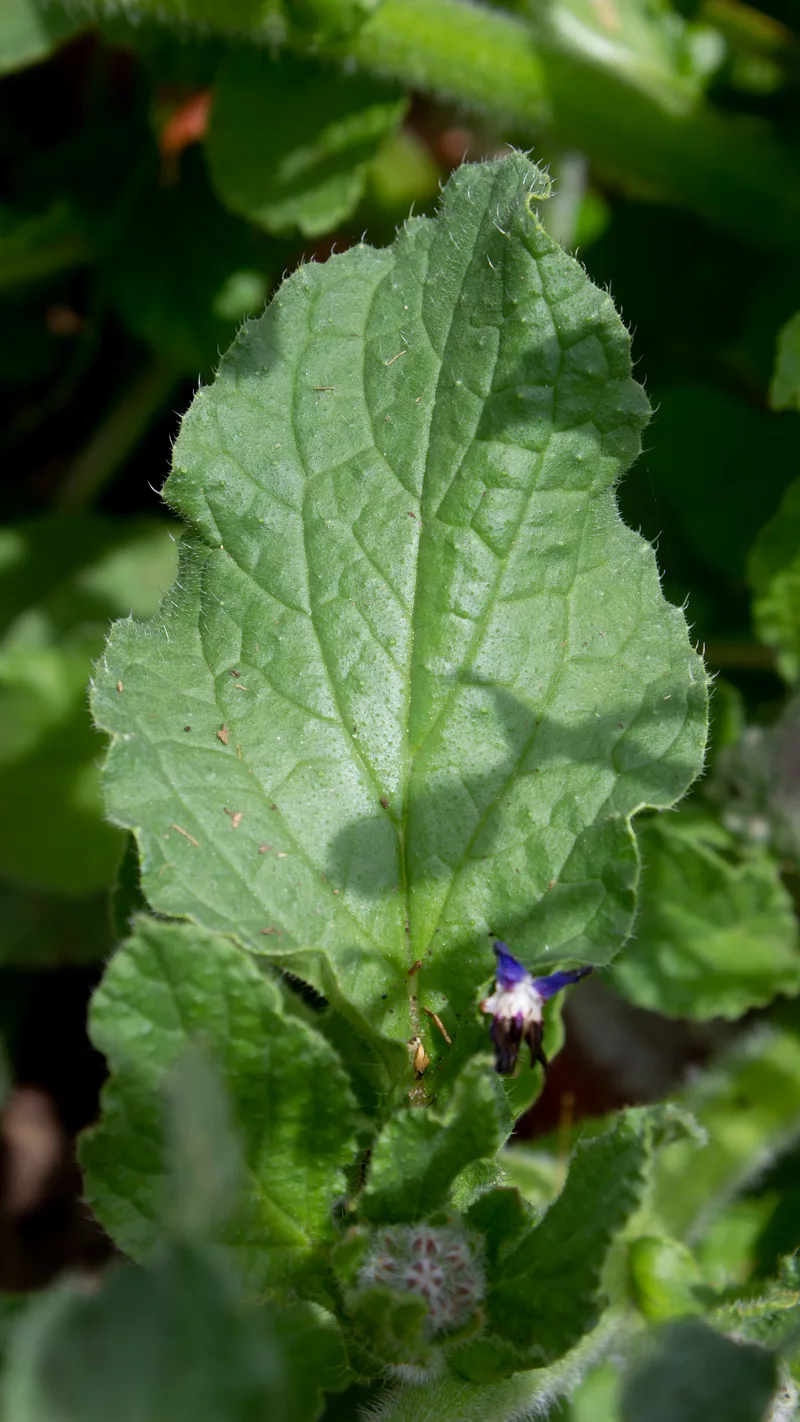 Bourrache – photo 3