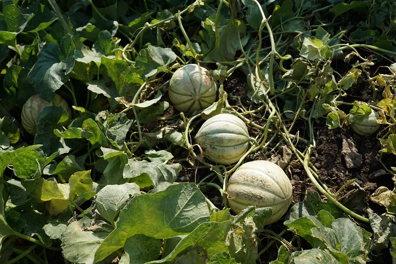 Melon – photo 1