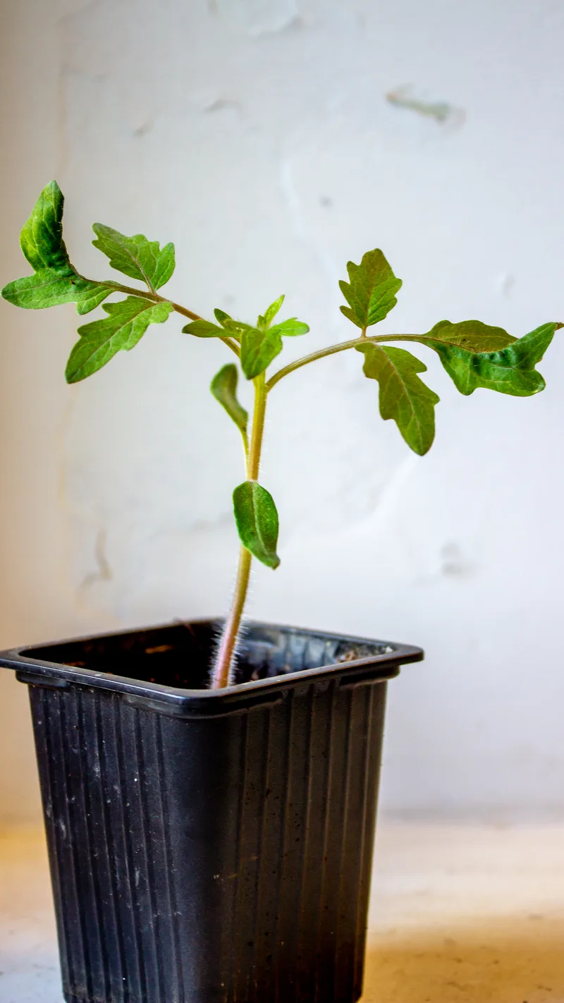 Tomate – photo 2