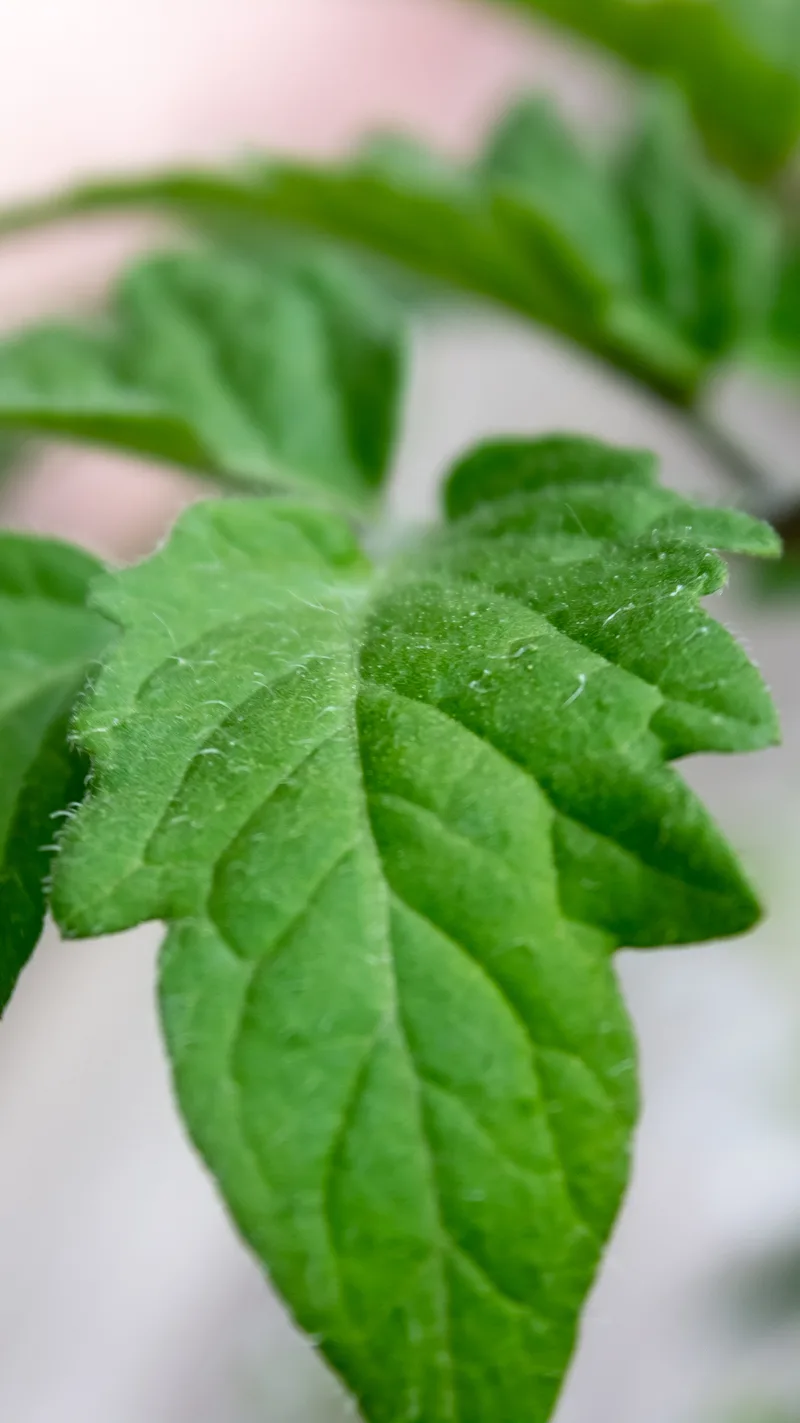 Tomate – photo 4