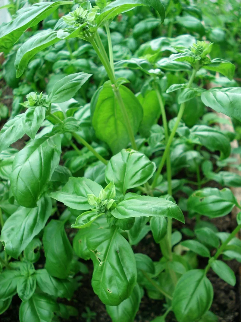 Basilic – photo 1