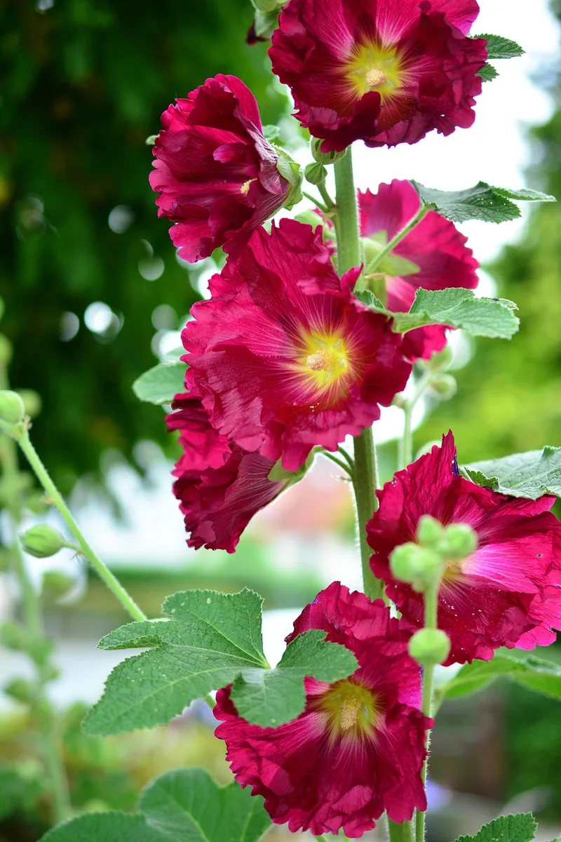 Rose trémière – photo 1