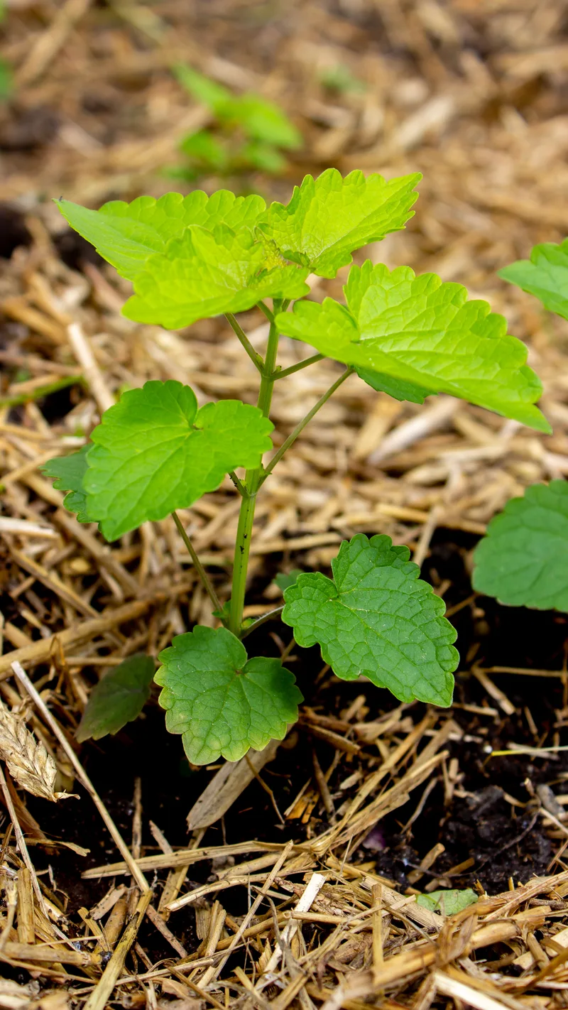 Agastache – photo 2