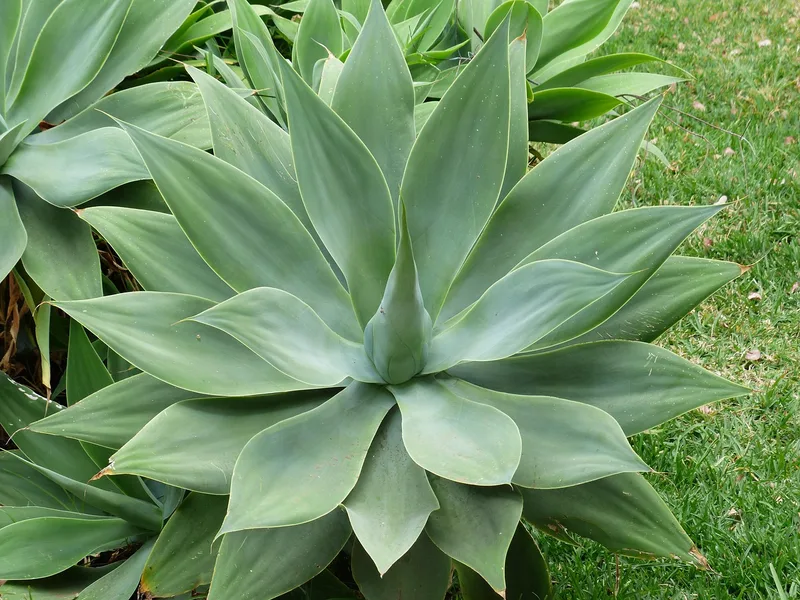 Agave – photo 1