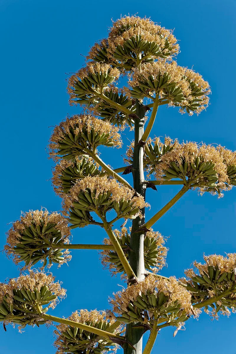 Agave – photo 4