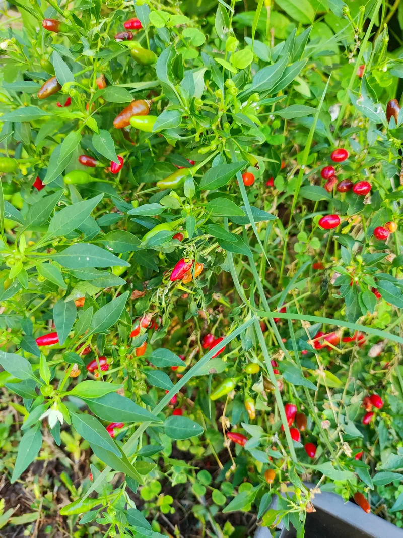 Piment – photo 1
