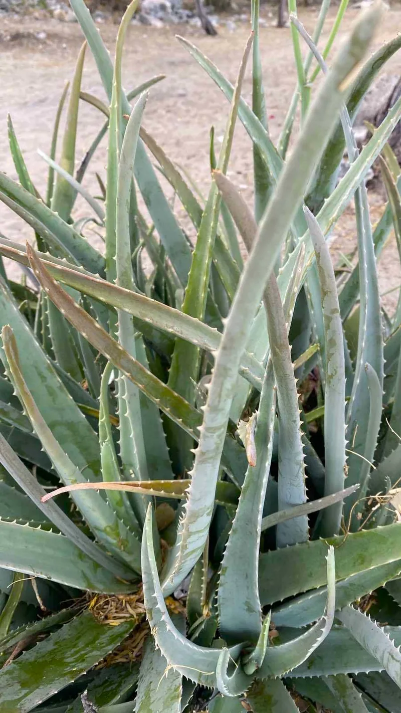Aloe – photo 2