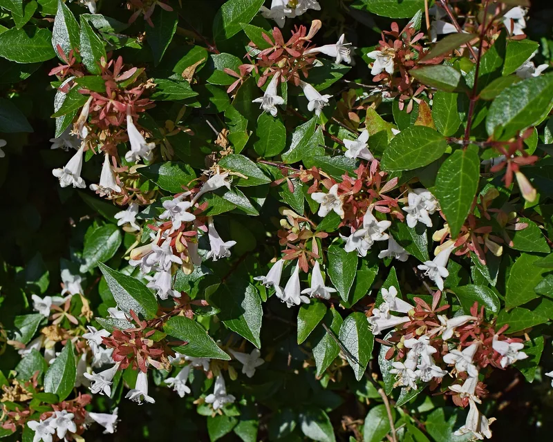 Abelia – photo 1