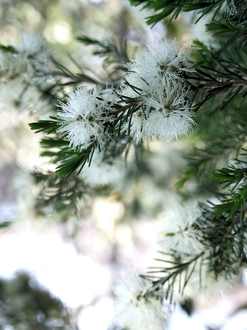 Arbre à Thé – photo 1