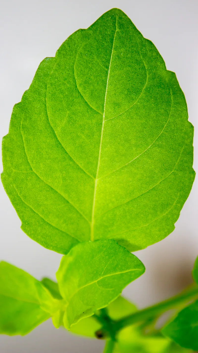 Basilic – photo 4