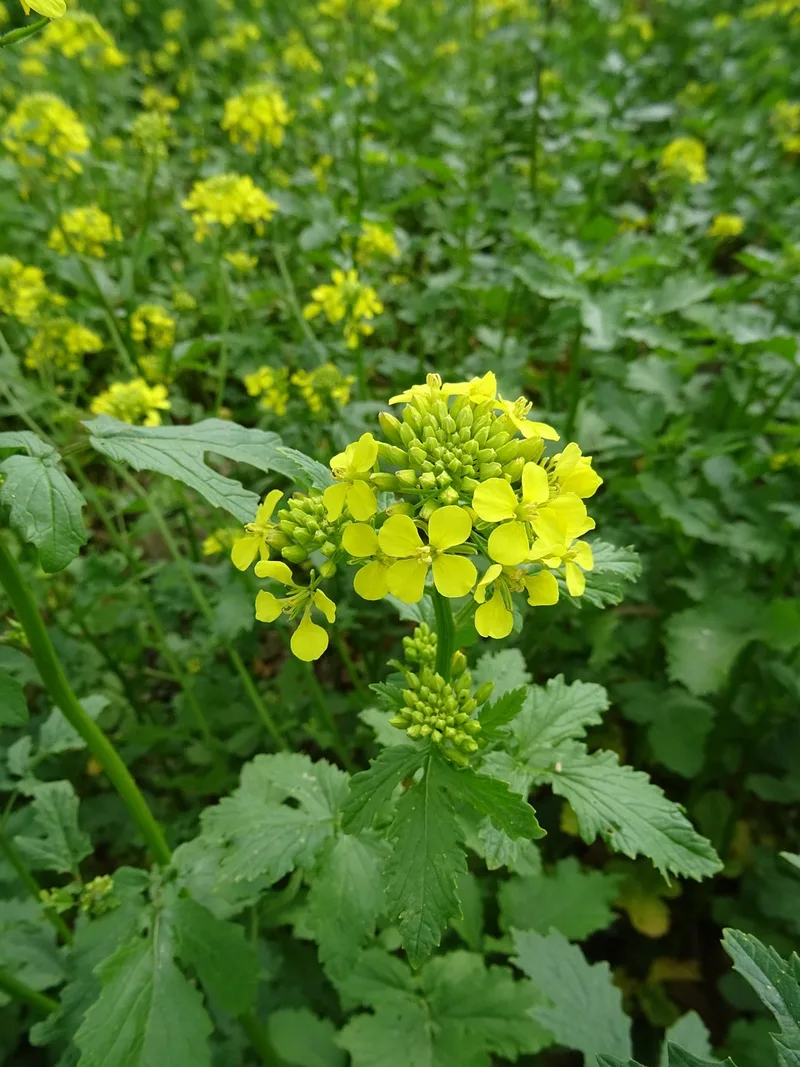 Moutarde des champs – photo 1