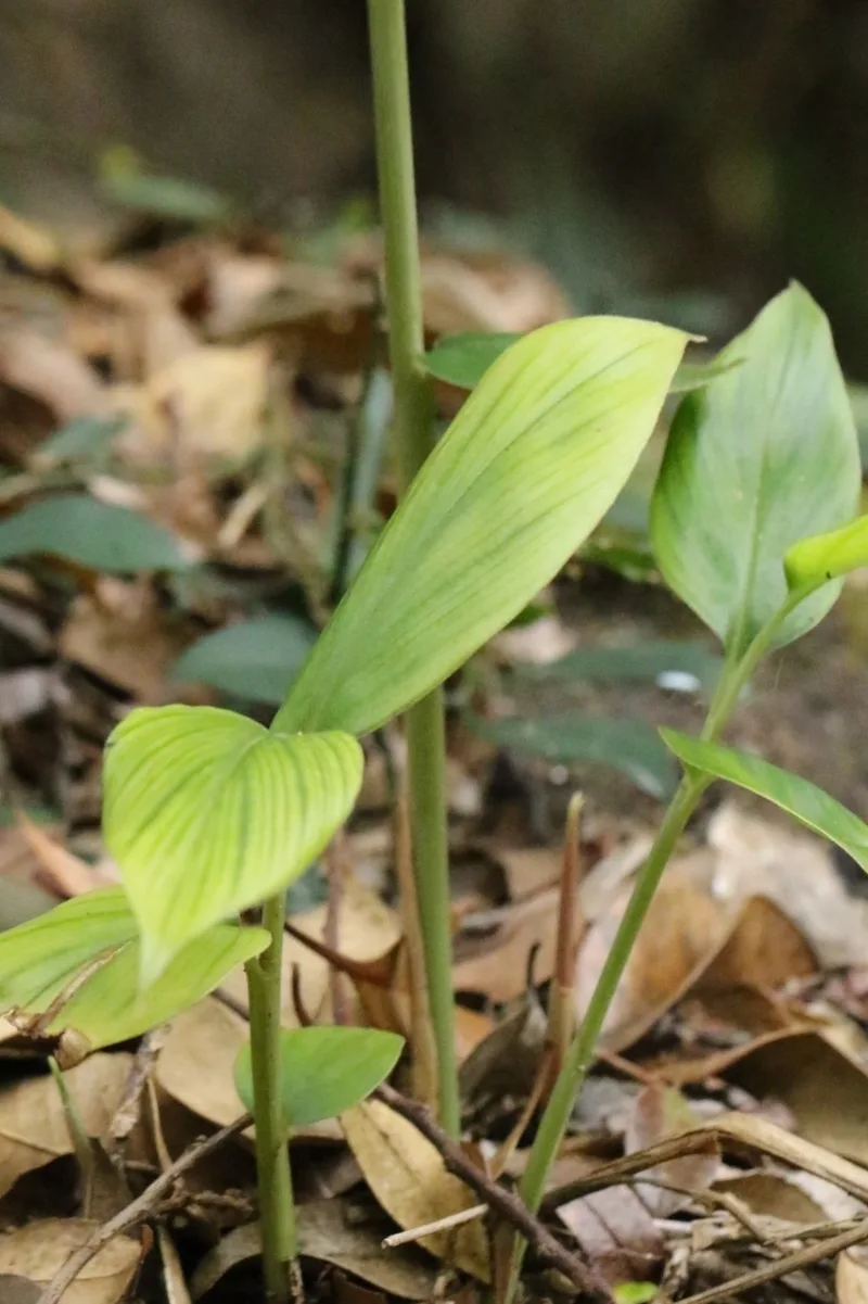 Curcuma (curcuma longa) – photo 2