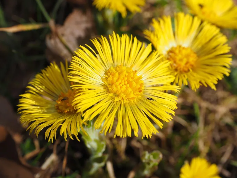 Tussilage – photo 1