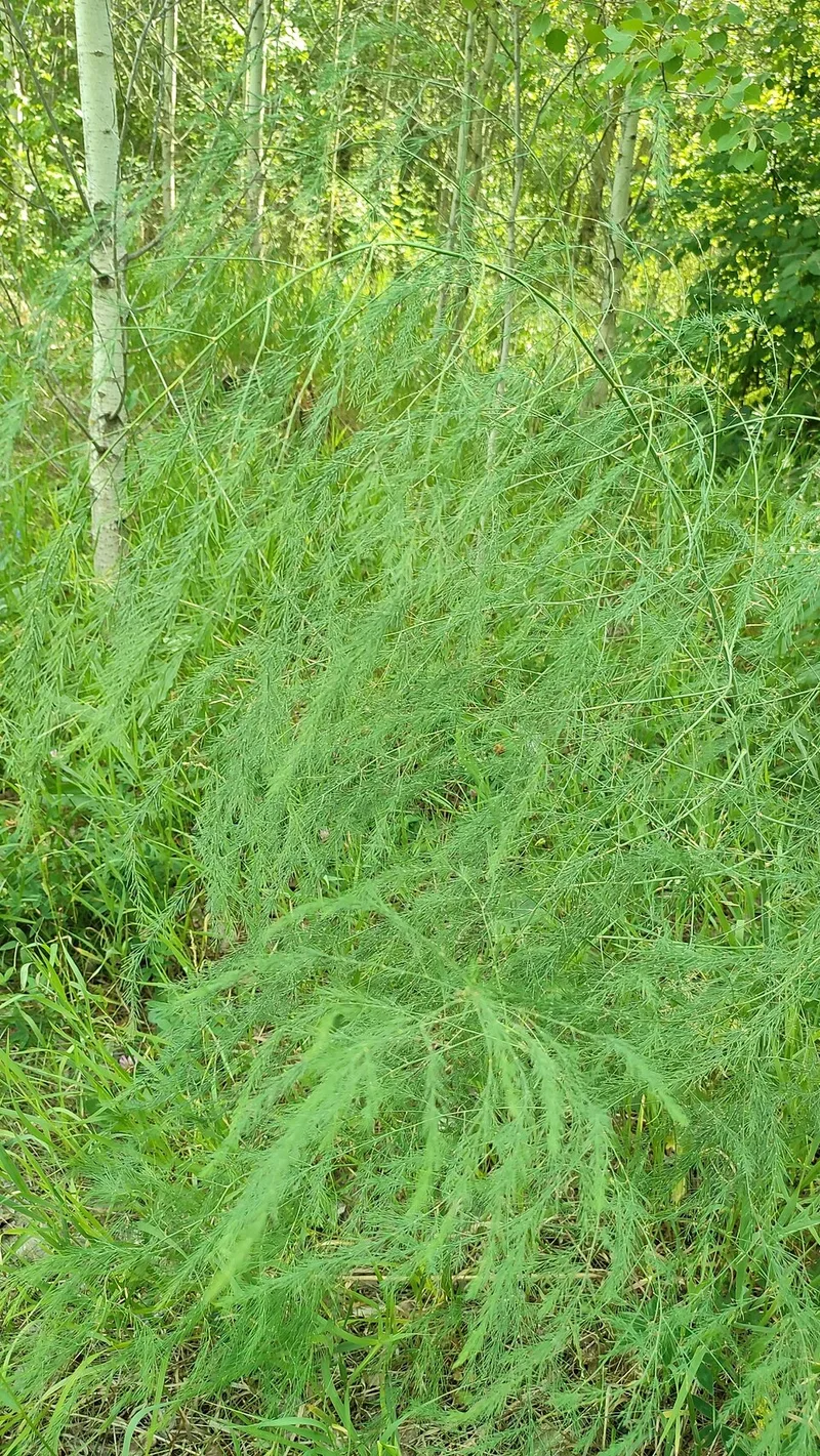 Asperge – photo 1