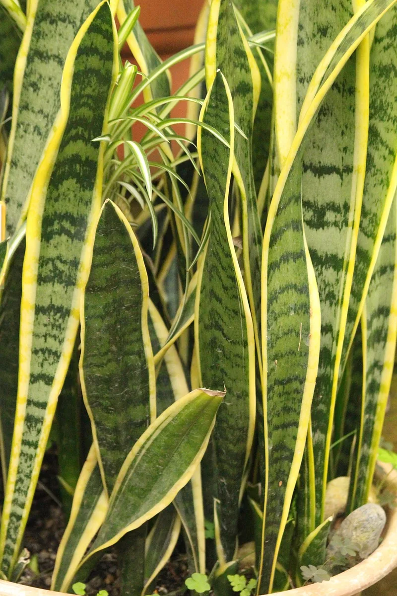 Sansevieria – photo 1