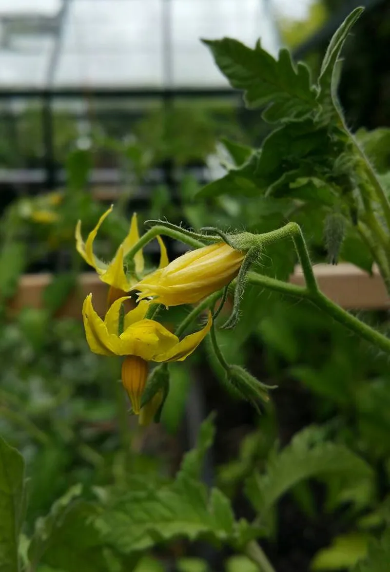 Tomate – photo 5