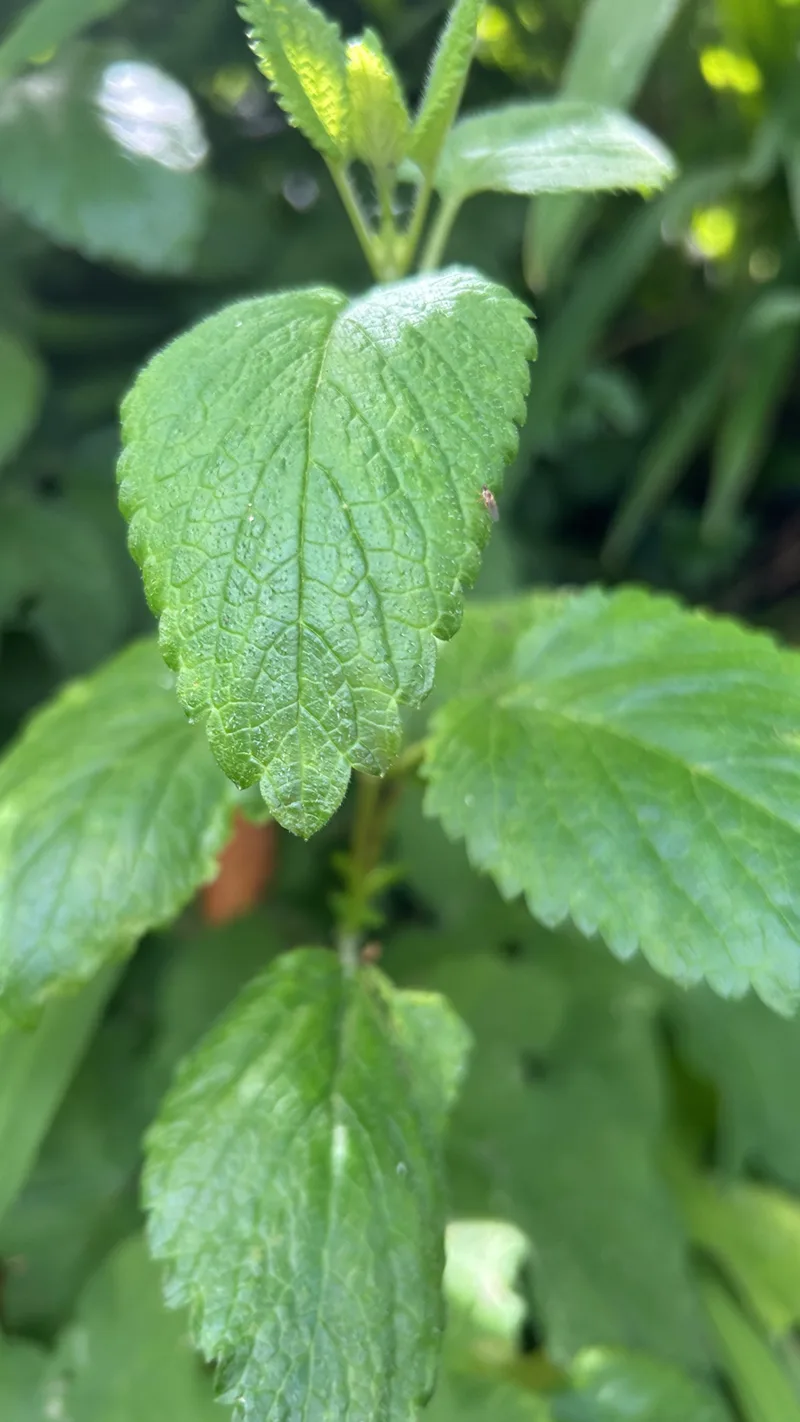 Mélisse officinale – photo 3