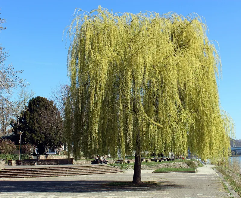 Saule Pleureur – photo 1