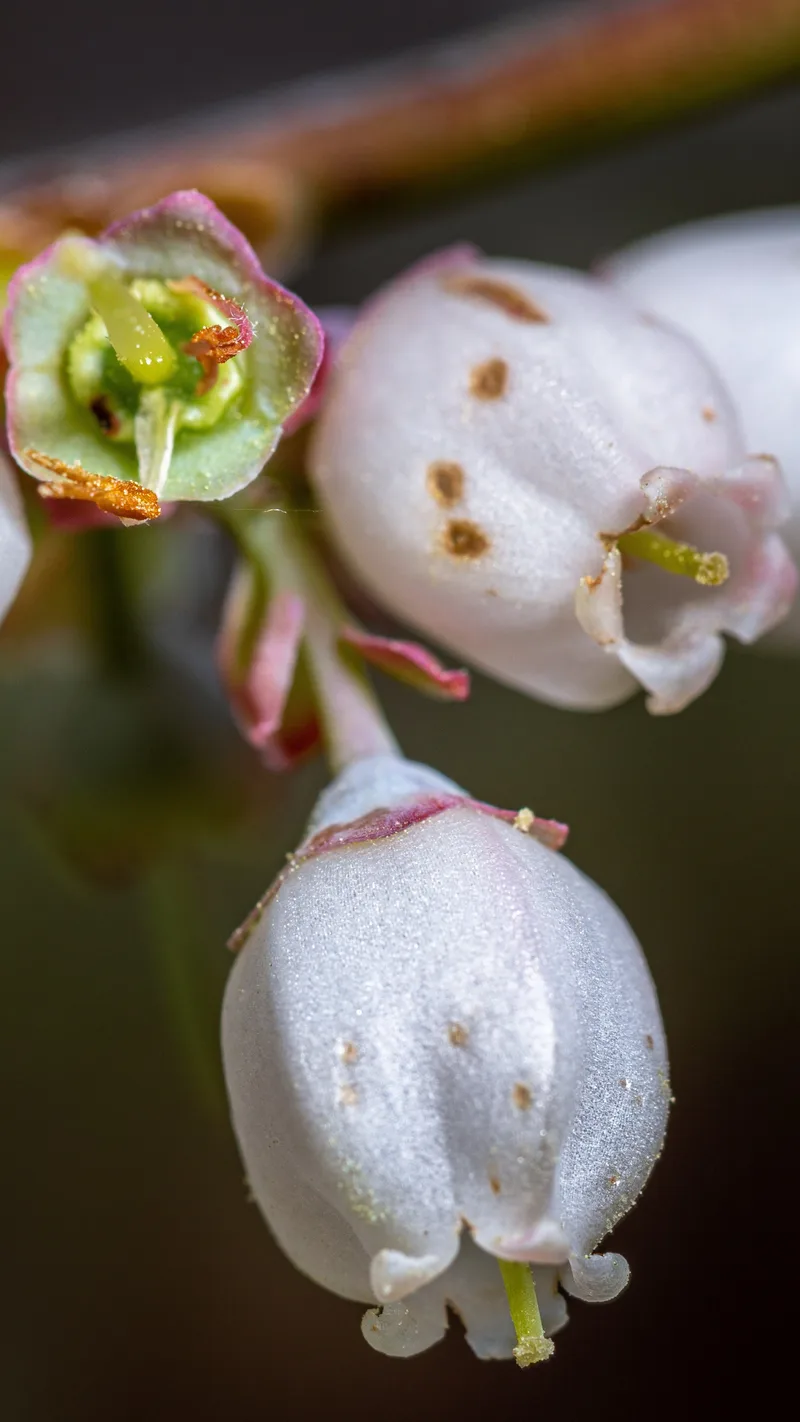 Myrtillier – photo 3
